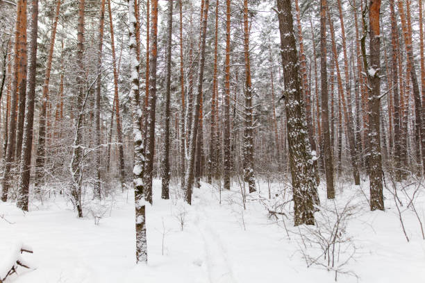 Pine trees in the forest in the snow in winter.