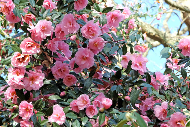 istock Double pink camellia 'Donation' in flower. 2058321613