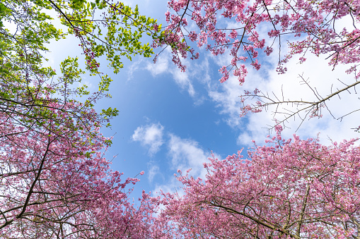 Low view of cherry blossoms on a sunny day