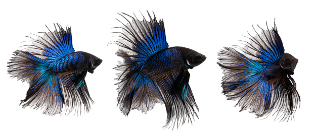 Haft moon tail Betta 3 action combine, Siamese fighting fish, blue and black colored pla-kad ( biting fish) Thai; betta isolated on white background with clipping path
