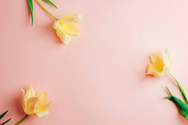istock Three yellow tulips on pink background. Spring, holiday concept. Top view, flat lay, copy space 2058338441