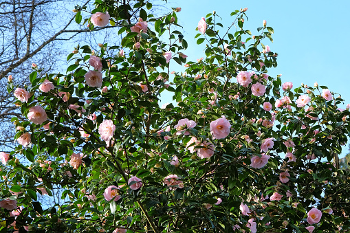 Pale pink Camellia williamsii 'Clarrie Fawcett' in flower.