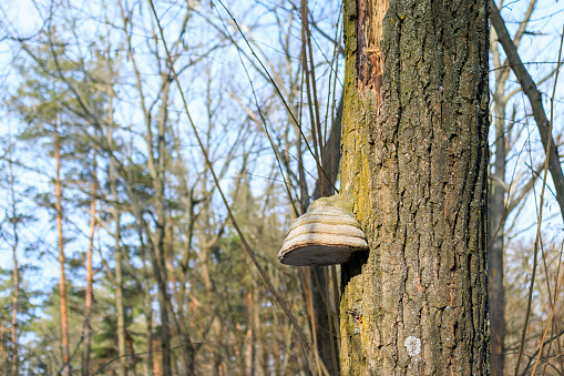 Agarikon fungus parasitising on a trunk of a tree.
