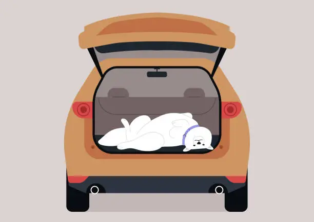 Vector illustration of Fluffy Samoyed Relaxing in the Trunk of a Car, A serene dog lounges comfortably in an open car