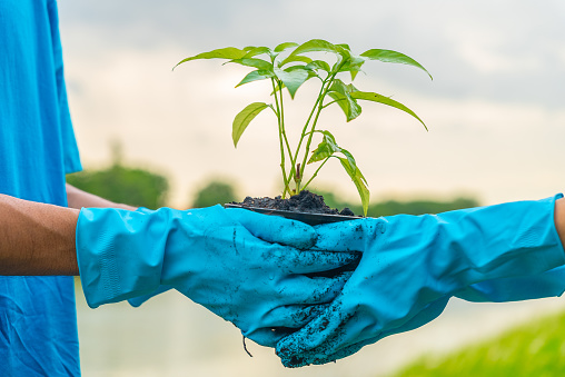 Close up group of volunteers holds a small tree in their hands. Concept of world environment day.community service and volunteering group nature for sustainable environment, global care.