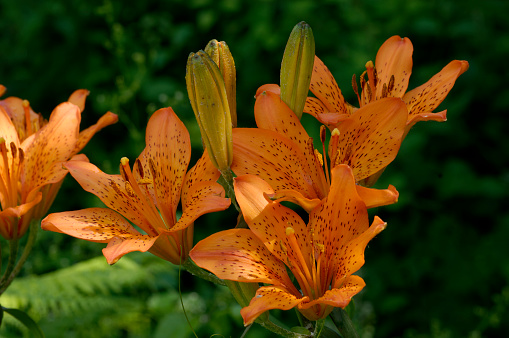 Four orange flowers and buds of common daylily in mid June