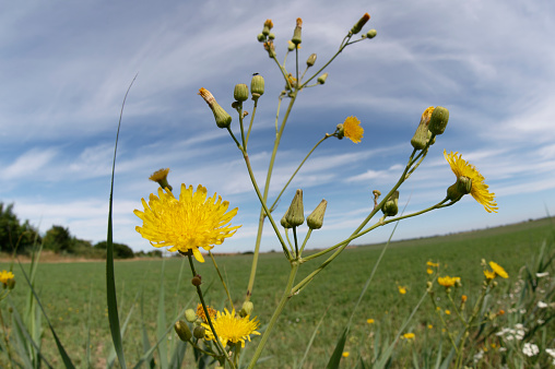 Low angle view of seeds coming out from dandelion flowers.