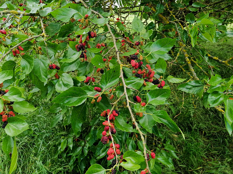 Mulberries (Morus nigra)