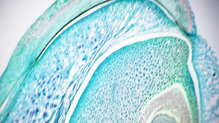 Experimental Laboratory. Creation of new species of plants and living organisms. Morphology and microbiology. Microbotany. 100x times magnification