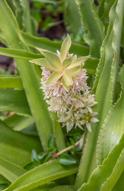 Pineapple Lily stock photo