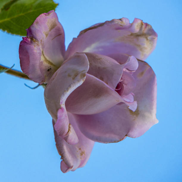 Blue Moon Rose against Sky stock photo