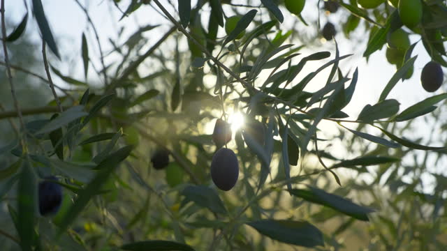 Olive tree with sunlight beams. A close up shot of olives.