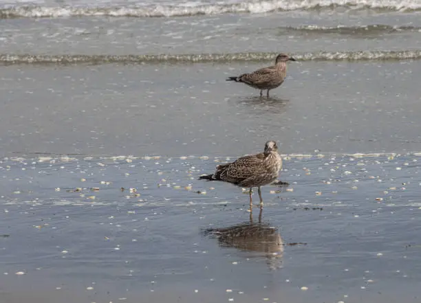 A young Southern black-back seagull (Larus dominicanus) looks towards the camera as it stands in shallow water on a New Zealand beach. A second juvenile gull is see behin it. Also called a kelp gull, this is the largest gull found in New Zealand. The mottled juveniles moult into adult plumage at three years.