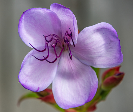 Close up of a single, pale purple tibouchina flower in a domestic garden. The central parts of the flower stand above the five petals and are brightly coloured. The petals are delicate and slightly mottled with small hairs visible at the edges.