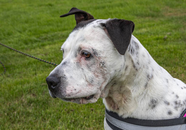 Close up of dog's head stock photo