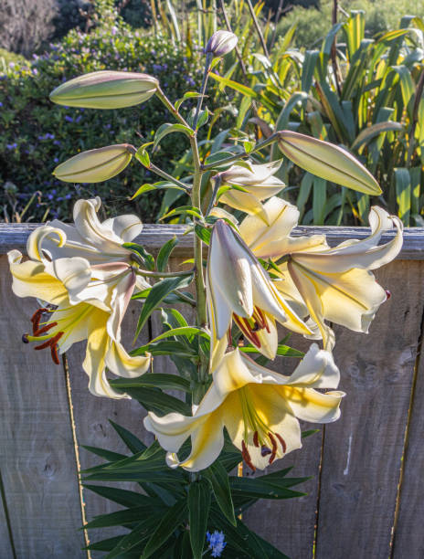 Lilies in the Garden stock photo
