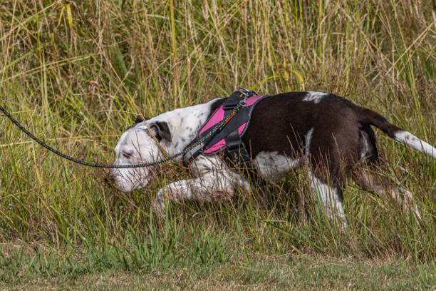 Exploring the Dog Park stock photo