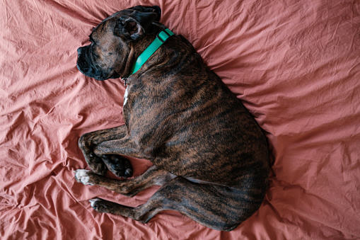 Male  boxer dog resting on the bed in bedroom. Interior of private home in Toronto, Canada.