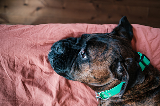 Male  boxer dog resting on the bed in bedroom. Interior of private home in Toronto, Canada.