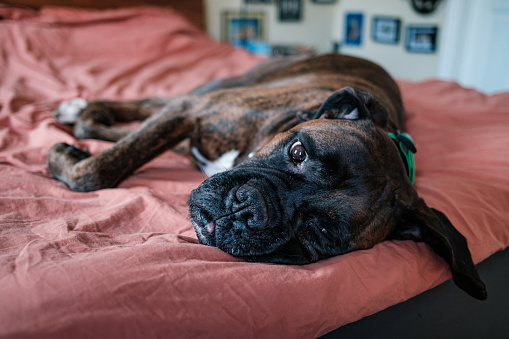 Male  boxer dog resting on the bed in bedroom. Interior of private home in Toronto, Canada.