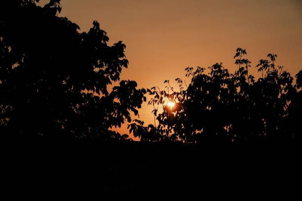 Scenic orange sunset. Sun disk hides behind trees in silhouette