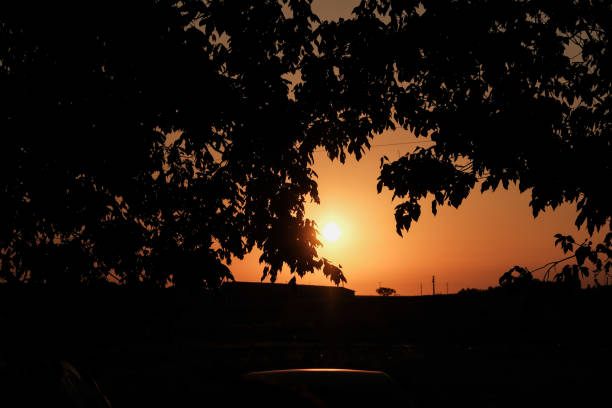 Scenic orange sunset. Sun disk hides behind trees in silhouette