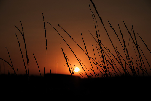 Scenic orange sunset. Sun disk hides behind grass reed in silhouette