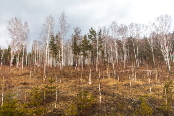 Birch forest in early spring. Early spring forest. Early spring forest. the first warm days.