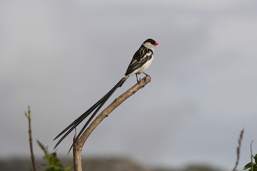 male pin-tailed whydah, Vidua macroura, resting on a branch, Simon's Town, South Africa