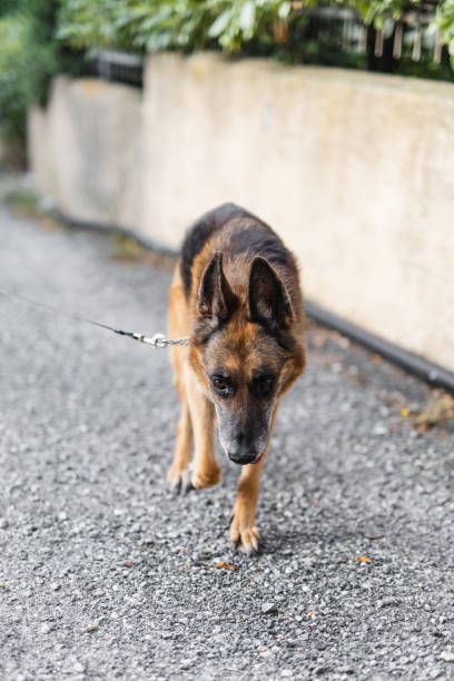 istock A German Shepherd walks freely and comfortably in the backyard 2058393574