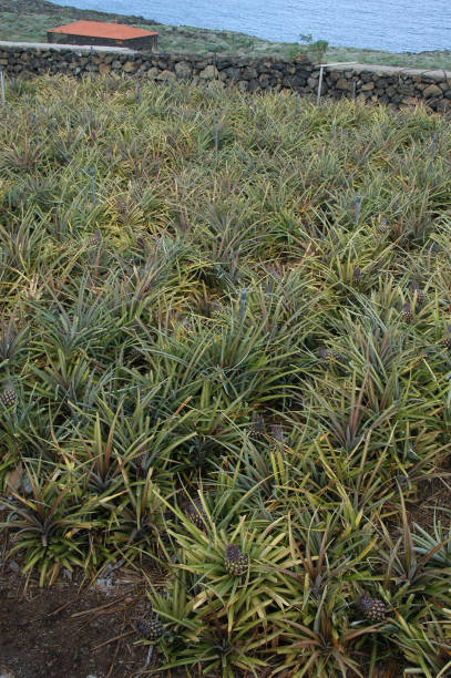 istock Tropical pineapple plantation in El Hierro, Canary Islands 2058395794