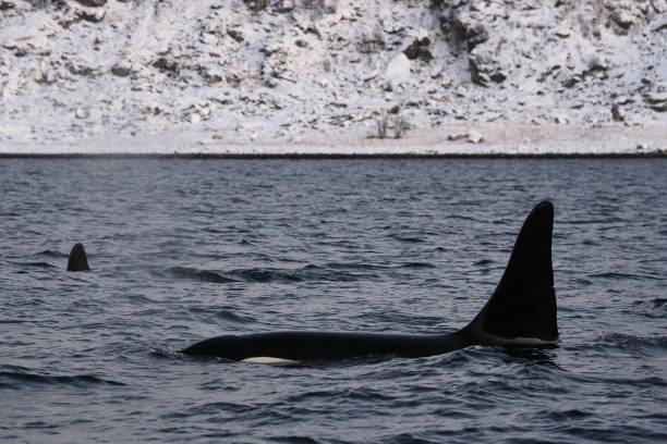 istock male orca or killer whale, Orcinus orca, Kaldfjord, Tromso, Norway 2058396375