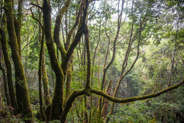 istock Forests in La Gomera, Canary Islands 2058396919