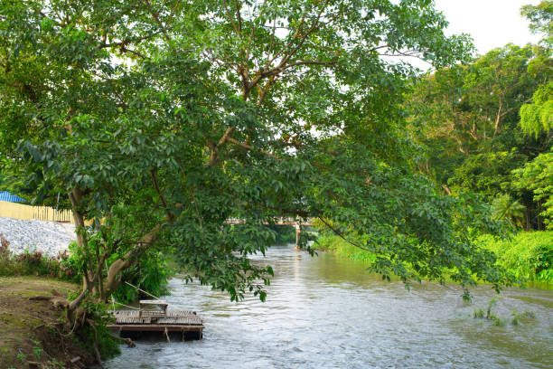 A big tree with a seat under it near a flowing stream On a day without sunlight