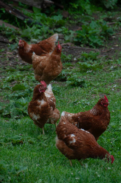istock Red Sex Link Chickens on the grass 2058409765