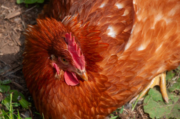 istock Red Sex Link Chicken on the grass 2058410854