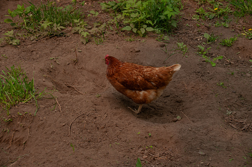 A Red Sex Link Chicken standing and dusting in the dirt on a farm in the summer.