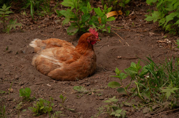 A Red Sex Link Chicken lying and dusting in the dirt on a farm in the summer.