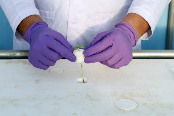 Close-up of a senior woman (50+) in a laboratory environment wearing protective gear, carefully watering plants as part of a scientific experiment. Concept of biotechnology, plant research, eco-science, and sustainable innovation. Selective focus, professional setting.