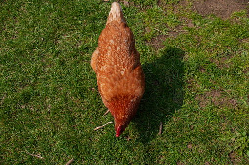 Red Sex Link Chicken pecking in the grass. On a farm in the summer.