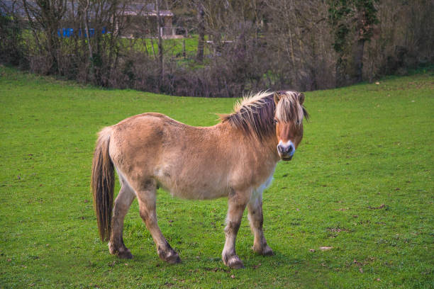 istock One horse on a green pasture on a spring day 2058430109