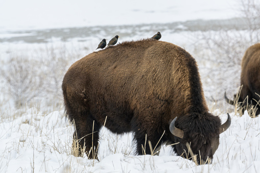 Birds resting on a grazing bison on Antelope island
