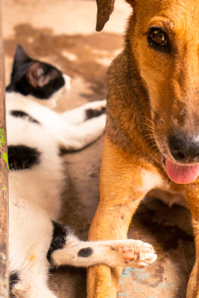 istock A dog and cat resting next to each other 2058435995