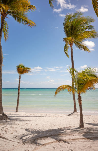 istock Beautiful tropical beach with coconut palm trees on a sunny day, 2058437573