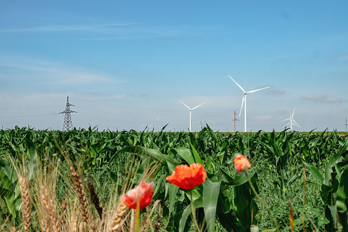 Wheat and flowers growing on windfarm with turbines producing renewable source of energy. Windmills transmitting alternative energy on power lines