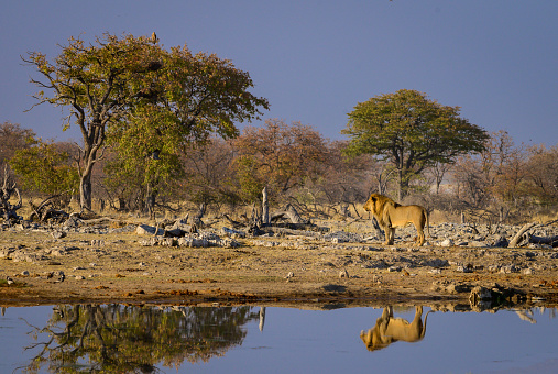 Male lion in Etosha  National Park