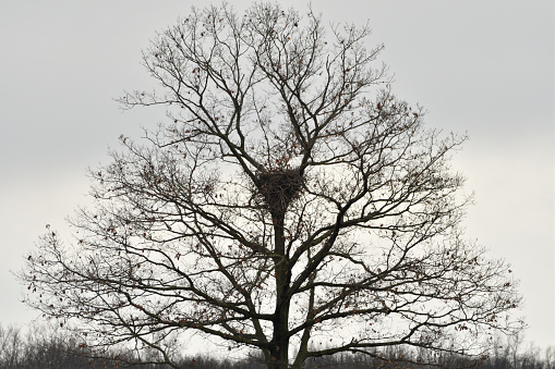 A lone tree with a Bald Eagles nest
