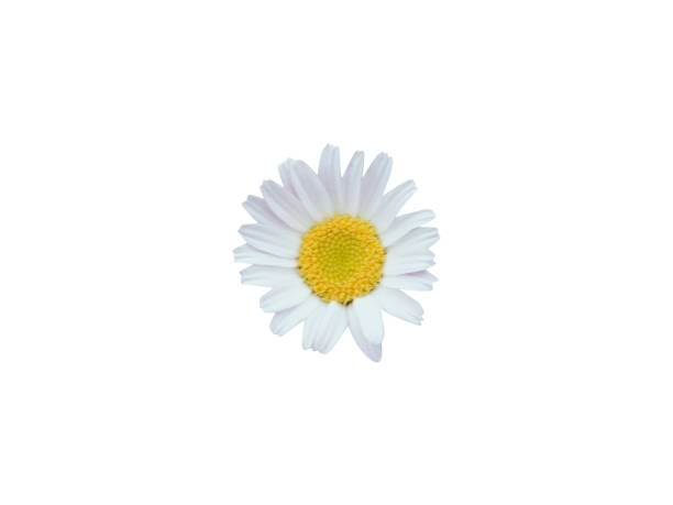 istock Anacyclus pyrethrum flower or pellitory flower 2058478190