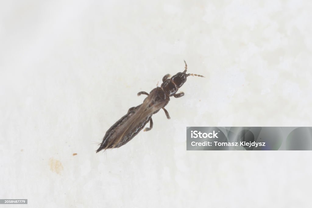 Kydo Insect Limothrips Denticornis Thrips Thysanoptera A Microscopic Insect That ...