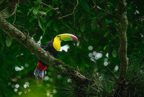 Canoe-billed Toucan (Ramphastos sulfuratus), perched on a branch in a huge tree in the middle of the forest. Belgium Lagoon, Chiapas, Mexico.